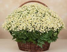 Цветочная композиция из Ромашки в корзине #REPLACE_PRED# Крымске
